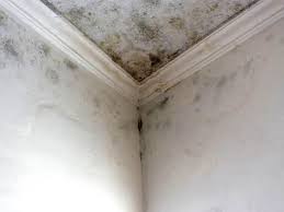 Best Mold Prevention Services  in Tappan, NY